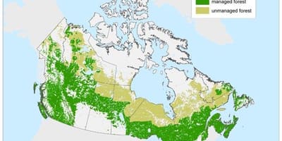 Mapa do Canadá florestas